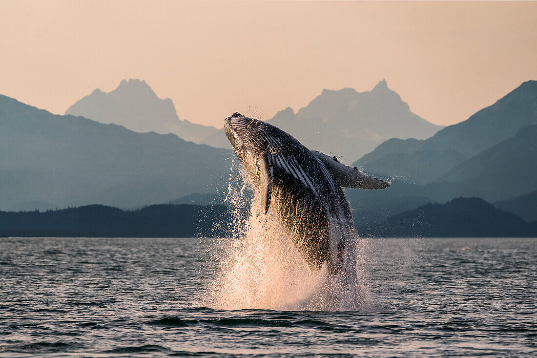 Humpback whale (Megaptera novaeangliae) leaping out of the water of Inside Passage in the Lynn Canal; Alaska, United States of America