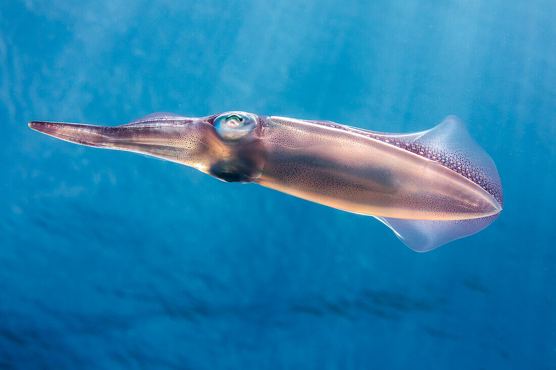 Der ovale Tintenfisch (Sepioteuthis lessoniana) kann bis zu 14 Zoll lang werden, fotografiert vor der Insel Yap; Yap, Föderierte Staaten von Mikronesien