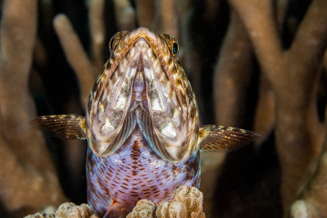 Der Zweifleck-Eidechsenfisch (Synodus binotatus) ist ein Raubfisch, der sich oft in den Sandboden eingräbt, um sich zu verstecken, vor der Insel Yap; Yap, Föderierte Staaten von Mikronesien