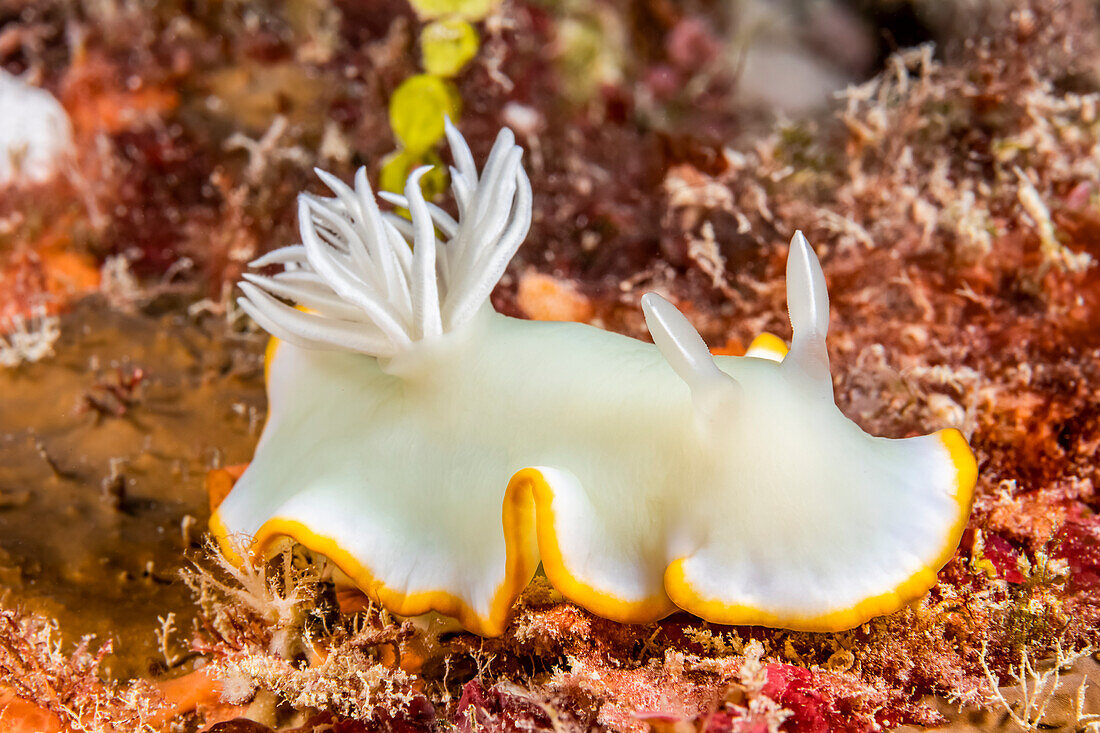 Yellow-lined Nudibranch (Ardeadoris egretta); Yap, Federated States of Micronesia