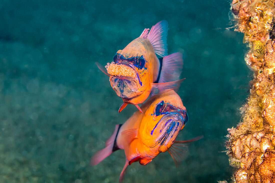 The male ring-tailed cardinal fish (Ostorhinchus aureus) is protecting and incubating its eggs by carrying them in his mouth while the female stays close. He will occasionally spit them out to aerate and rearrange them; Philippines