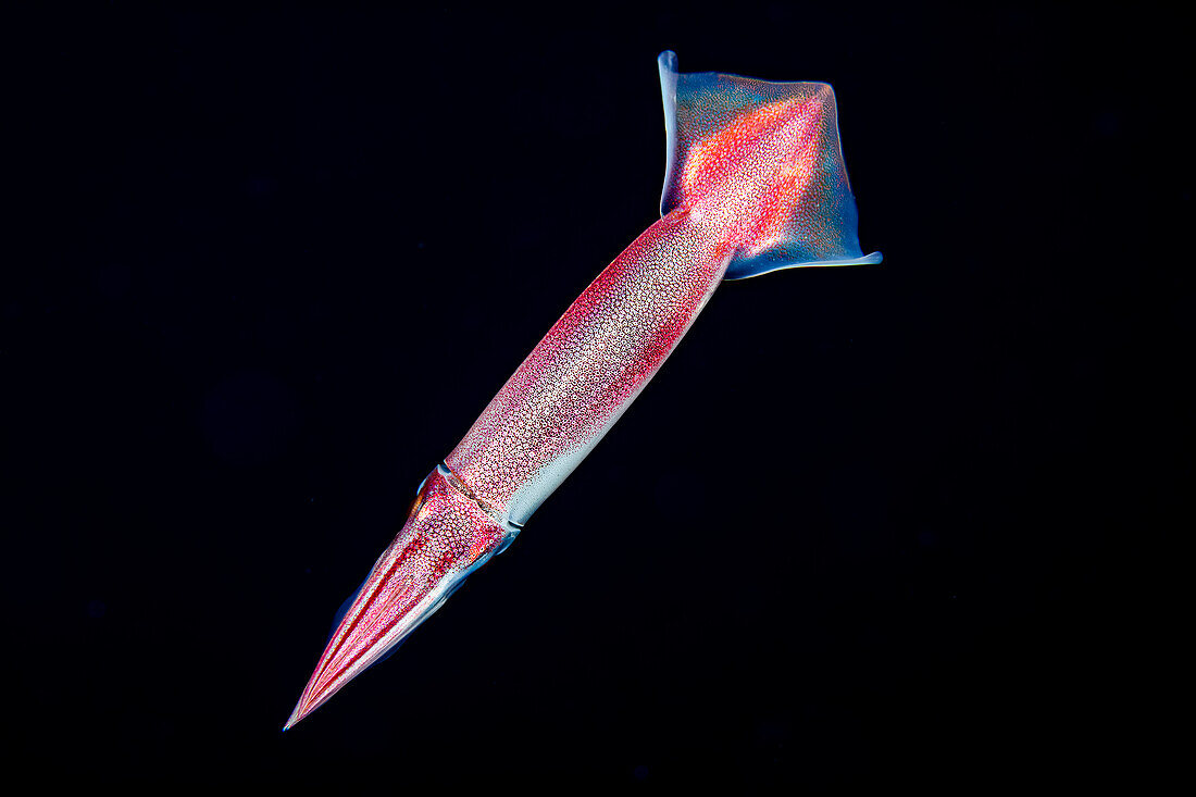 Dieses Bild wurde nachts eine Meile vor der Insel Yap aufgenommen, wo der Meeresboden mehr als 1000 Fuß tief ist. Hunderte dieser Tintenfische zogen sehr schnell vorbei. Dieser hier hielt nur kurz für ein Porträt inne. Es scheint sich um einen Japanischen Kalmar zu handeln, auch bekannt als Japanischer Fliegender Kalmar (Todarodes pacificus), einer der häufigsten kommerziell wertvollen Kalmare der Welt; Yap, Föderierte Staaten von Mikronesien