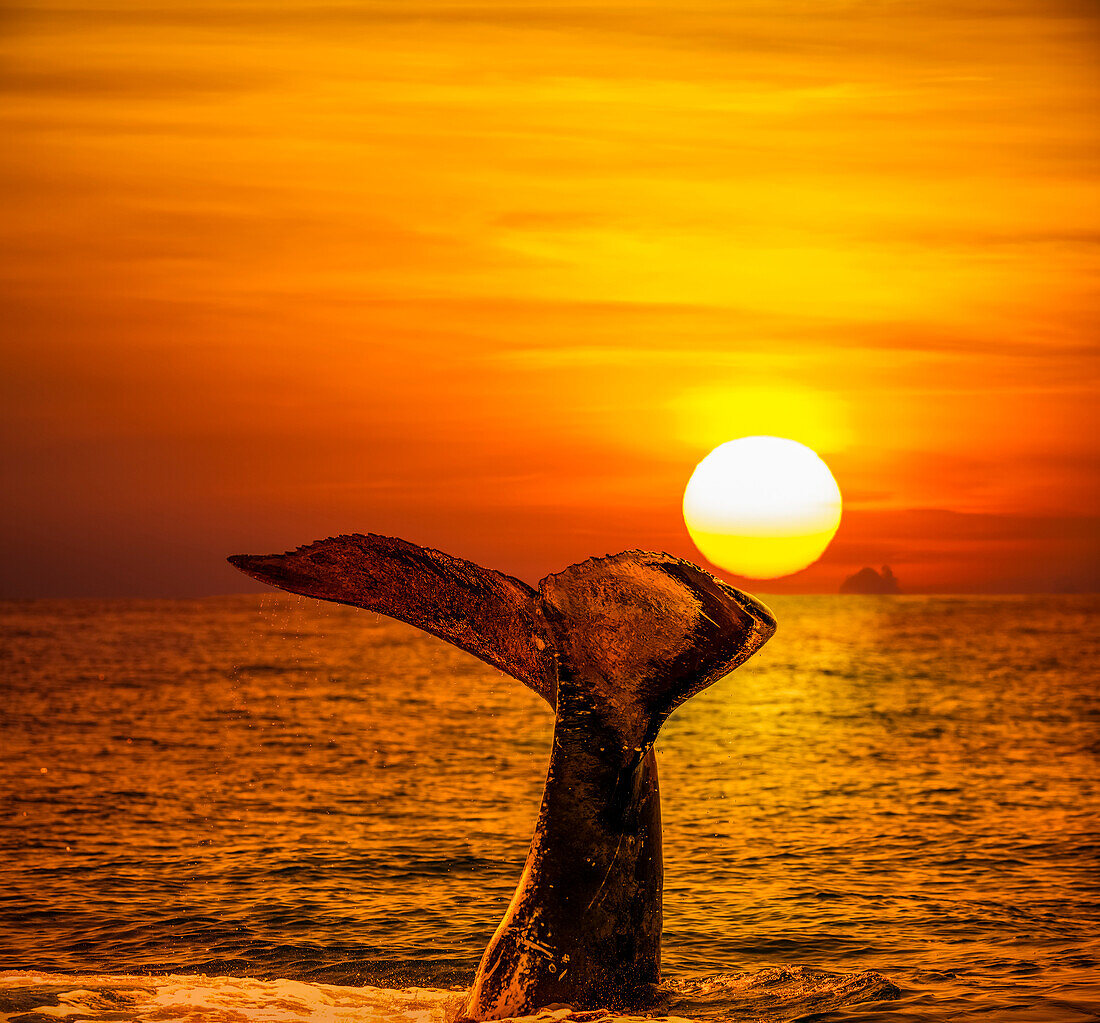 A humpback whale (Megaptera novaeangliae) lifts it's tail in the air at sunset; Hawaii, United States of America