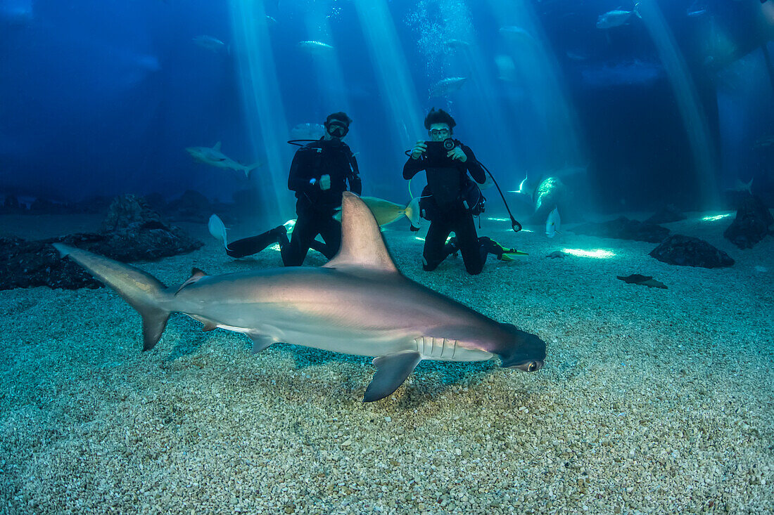 Two divers get a close look at a Scalloped hammerhead shark (Sphyrna lewini) along with many other species in their big tank at the Maui Ocean Centre; Maui, Hawaii, United States of America