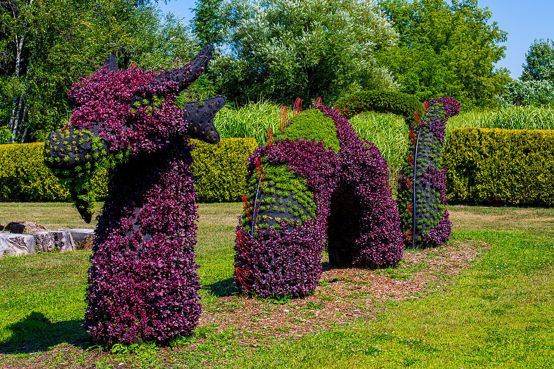 Pflanzen mit violettem und grünem Laub in Form eines Drachens oder Seeungeheuers; St Lazare, Quebec, Kanada