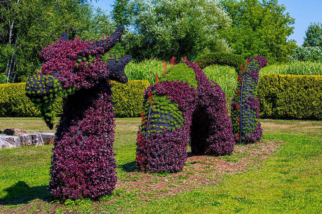 Plants with purple and green foliage created in the shape of a dragon or sea monster; St Lazare, Quebec, Canada