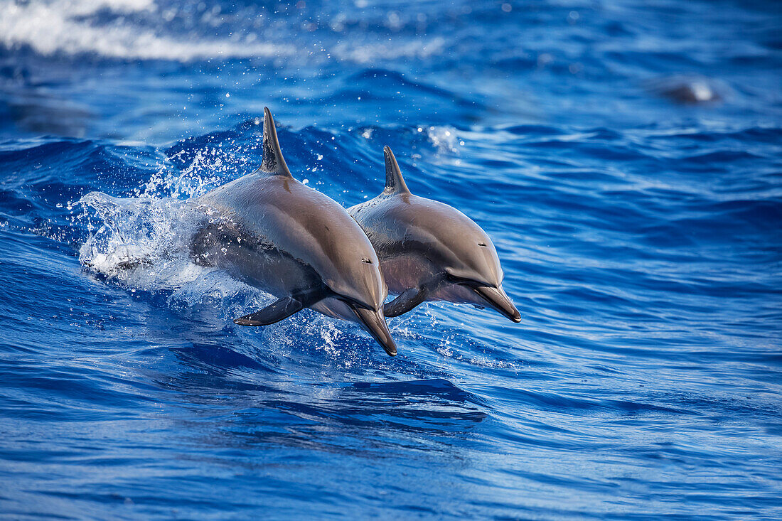 Two Spinner dolphins (Stenella longirostris) off the island of Lanai; Lanai, Hawaii, United States of America