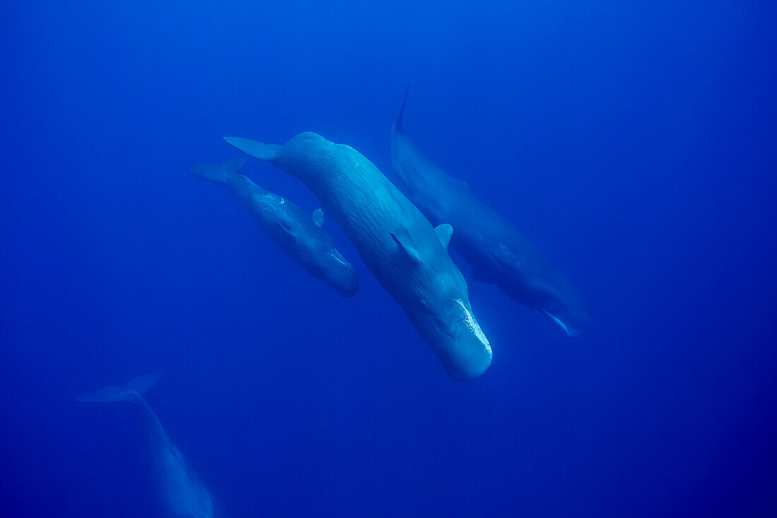 A calf imitates its mother swimming upside down. The sperm whale (Physeter macrocephalus) is the largest of all the toothed cetaceans.  Males can reach 60 feet in length.  Photographed in the Indian Ocean off the coast of Sri Lanka; Sri Lanka