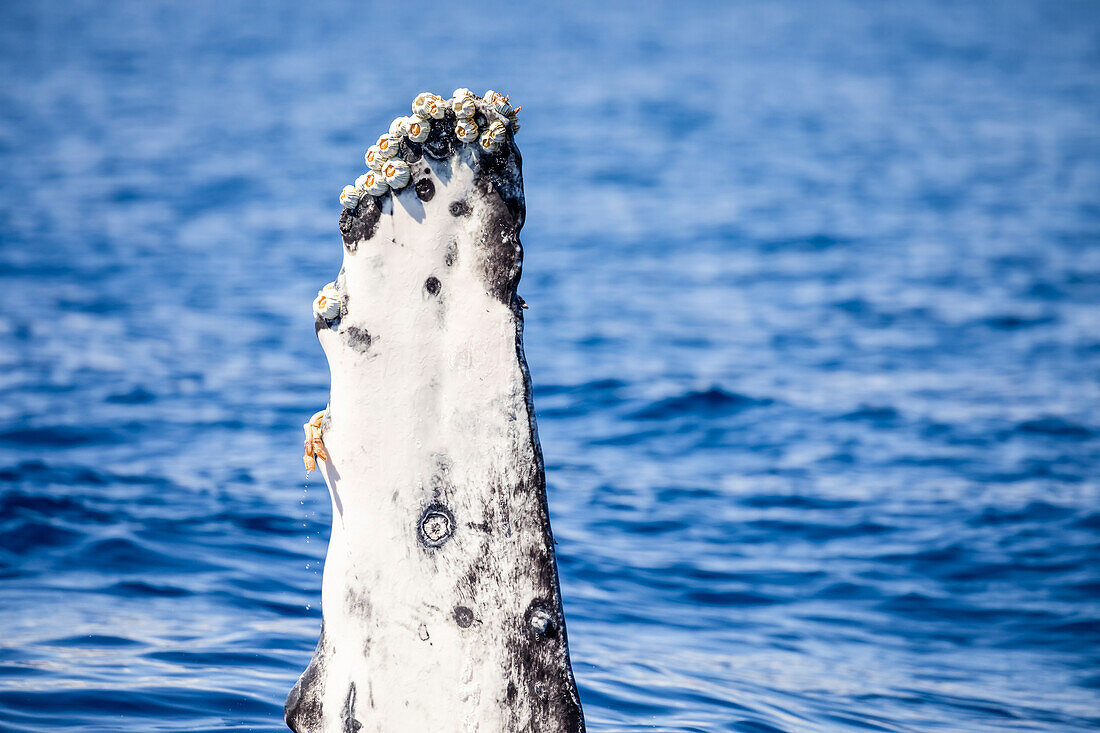 Acorn barnacles (Coronula diaderma) and goose neck barnacles (Conchorderma auritum) attached to the pectoral fin of a Humpback whale (Megaptera novaeangliae). An adult whale can carry as much as 1,000 lbs of barnacles. The circular mark in the center of this fin marks the location where a barnacle once lived; Hawaii, United States of America