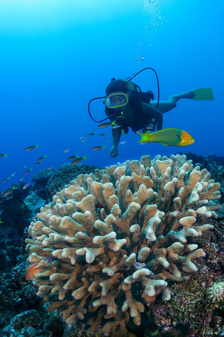 Diver and reef scene with antler coral; Rarotonga, The Cook Islands