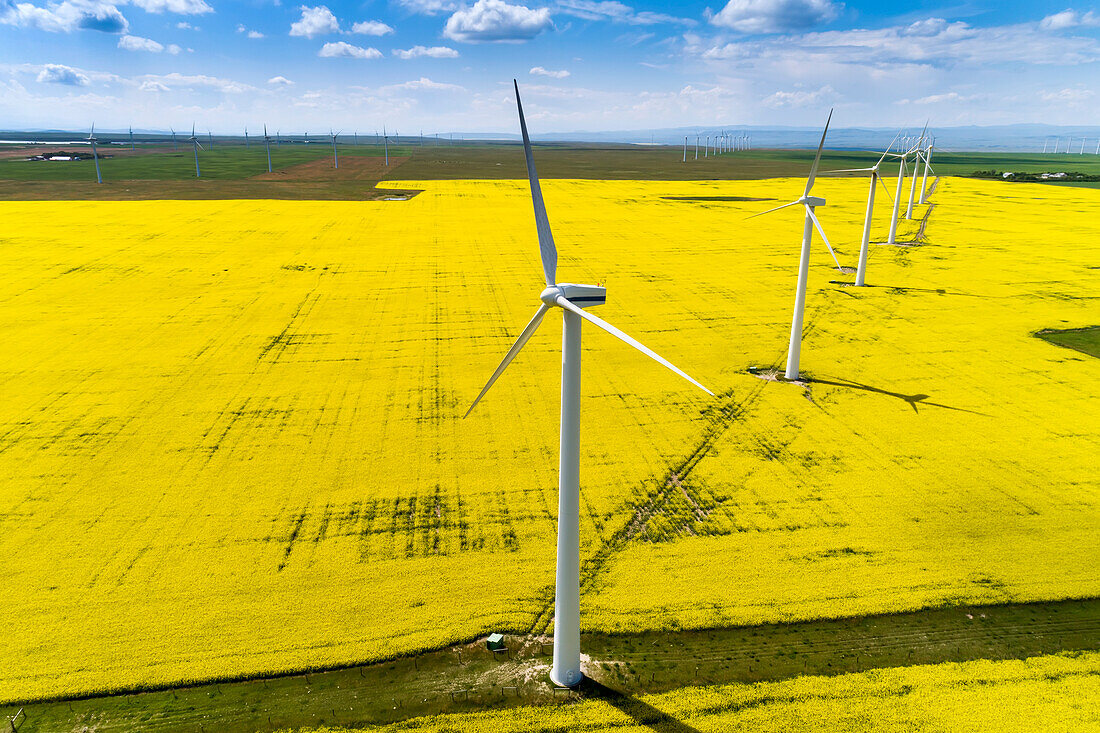 Large wind turbines and a flowering canola field with blue sky and clouds, East of Pincher Creek; Alberta, Canada