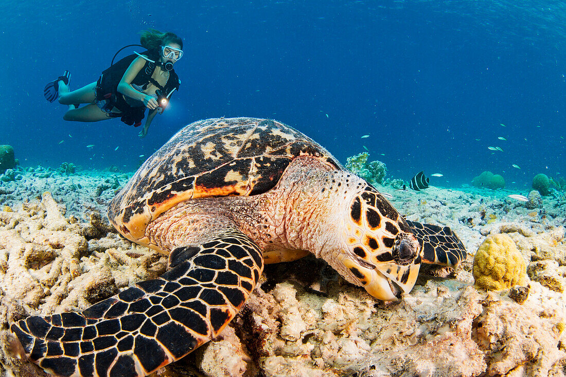 Hawksbill turtle (Eretmochelys imbricata), an endangered species, and diver off the island of Bonaire in the Caribbean; Bonaire, Netherlands Antilles