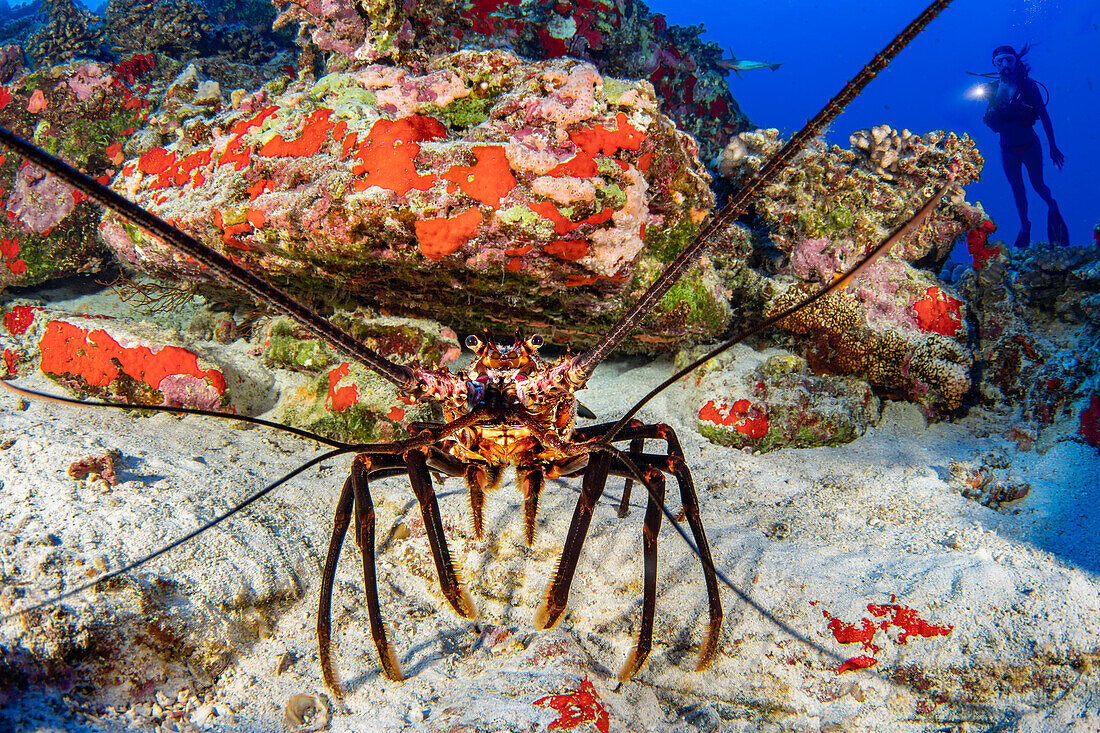 Diver and a banded spiny lobster (Panulirus marginatus), an endemic species; Hawaii, United States of America