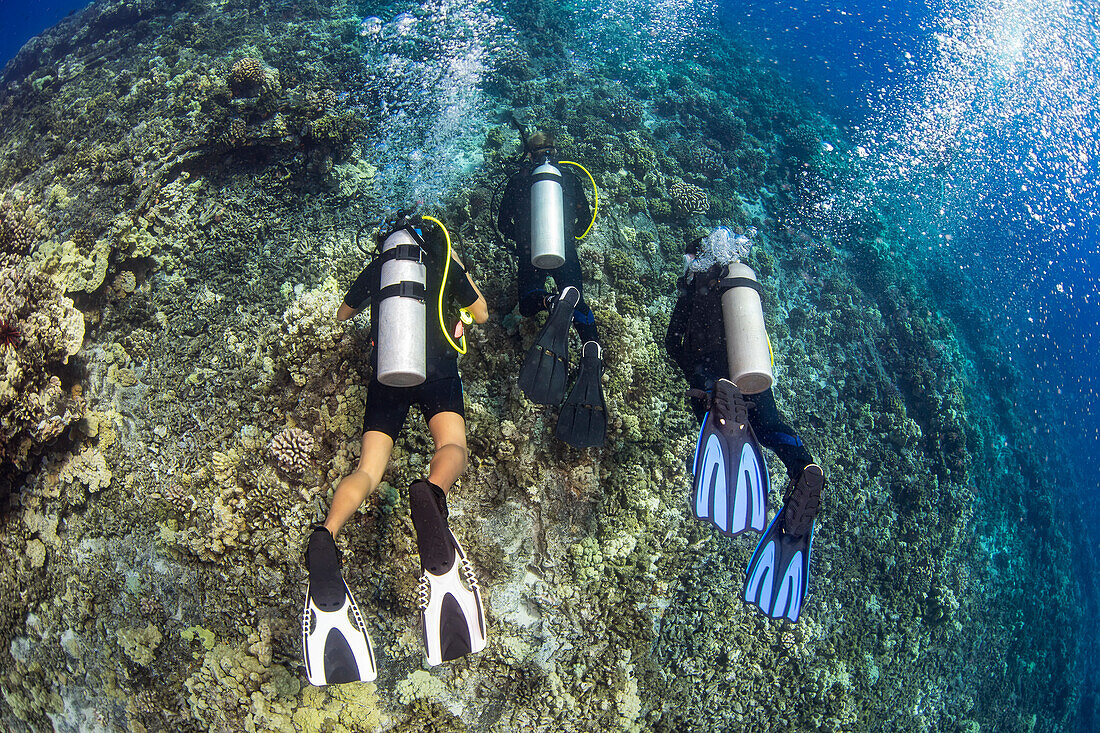 Three divers swim over a section of hard coral reef; Hawaii, United States of America