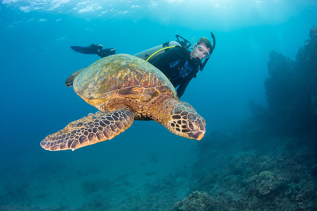 Grüne Meeresschildkröte (Chelonia mydas) und Taucher; Hawaii, Vereinigte Staaten von Amerika