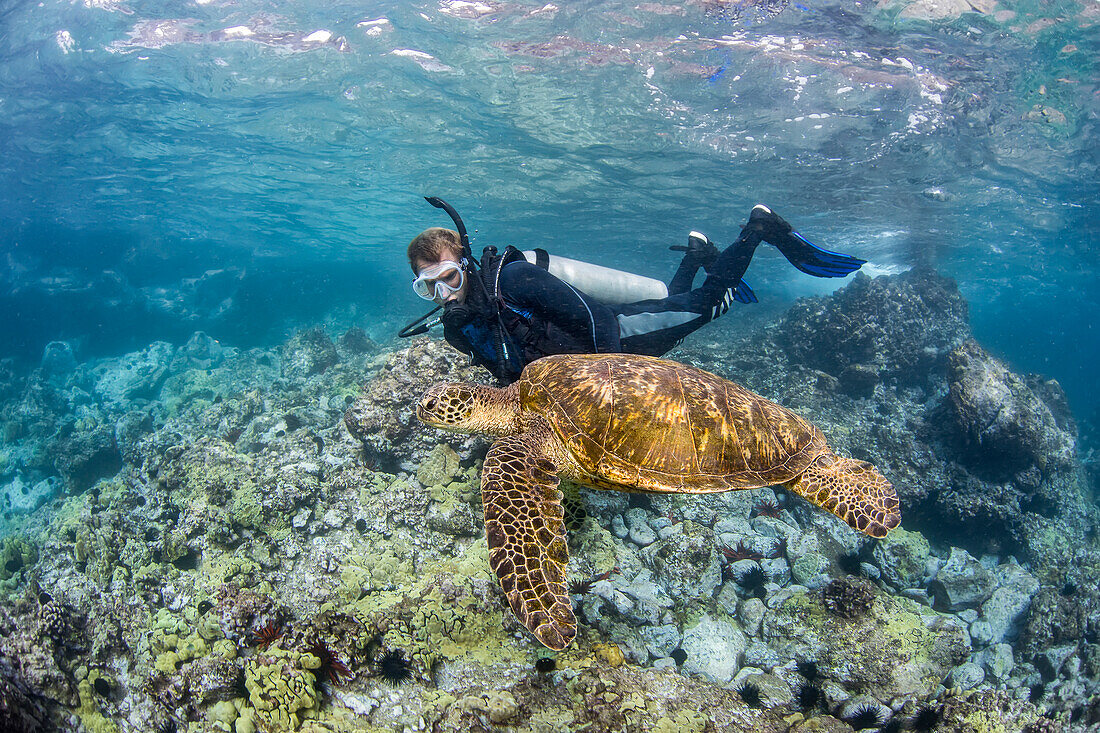 Grüne Meeresschildkröte (Chelonia mydas) und Taucher; Hawaii, Vereinigte Staaten von Amerika