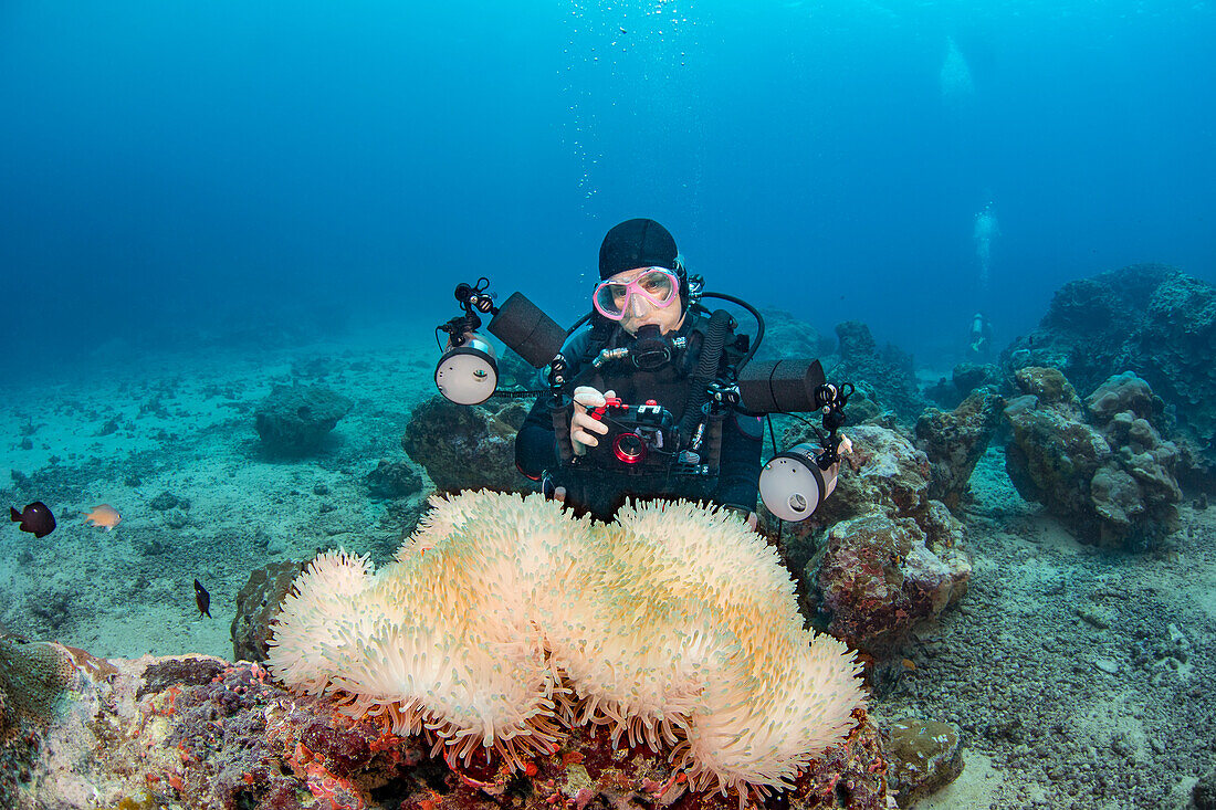 Diver and anemone (Heteractis magnifica) in Goofnuw Channel off the island of Yap; Yap Micronesia.