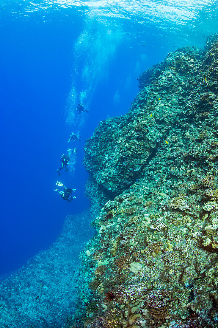 A group of divers on one of the corners of the Backwall at Molokini Marine Preserve, off Maui; Hawaii, United States of America