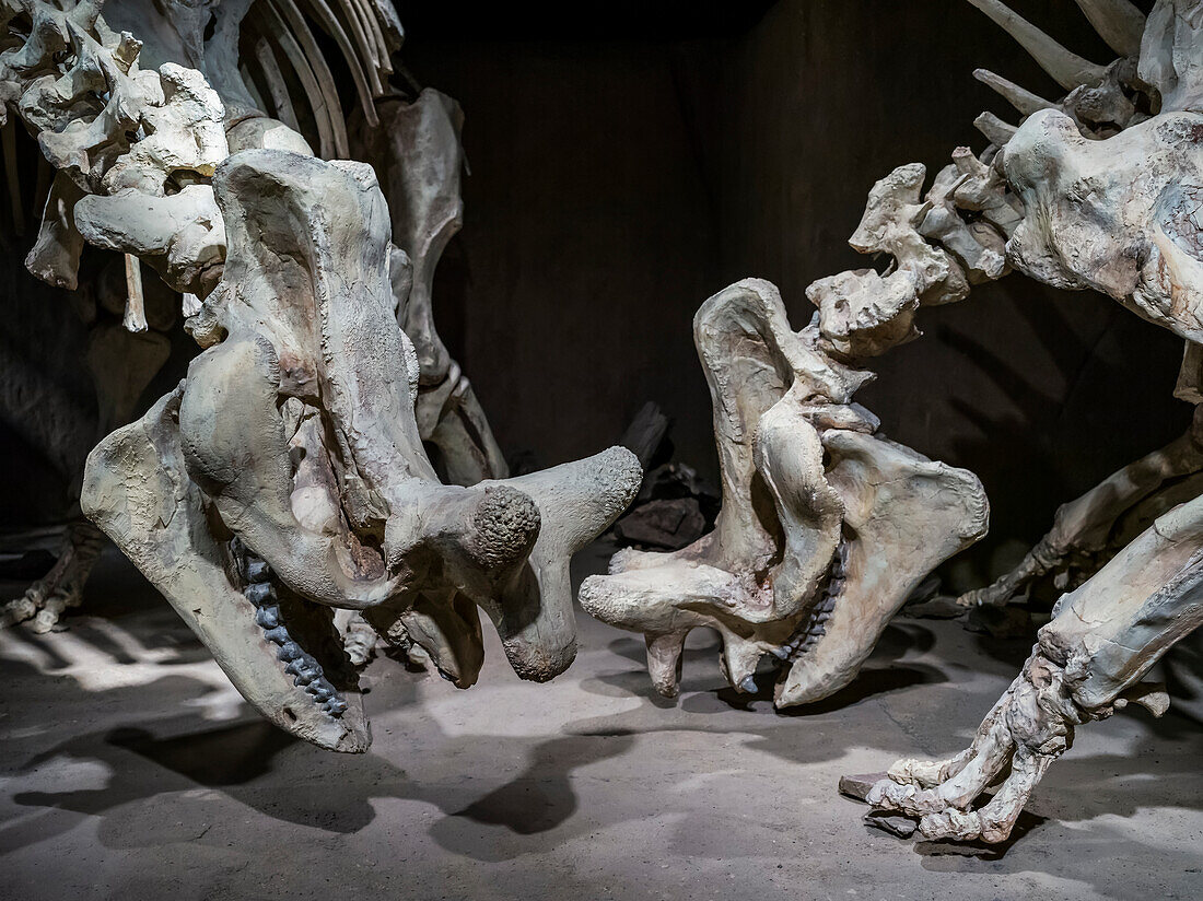 Royal Tyrrell Museum, Zentrum für paläontologische Forschung, bekannt für seine Sammlung von mehr als 130.000 Fossilien; Drumheller, Alberta, Kanada