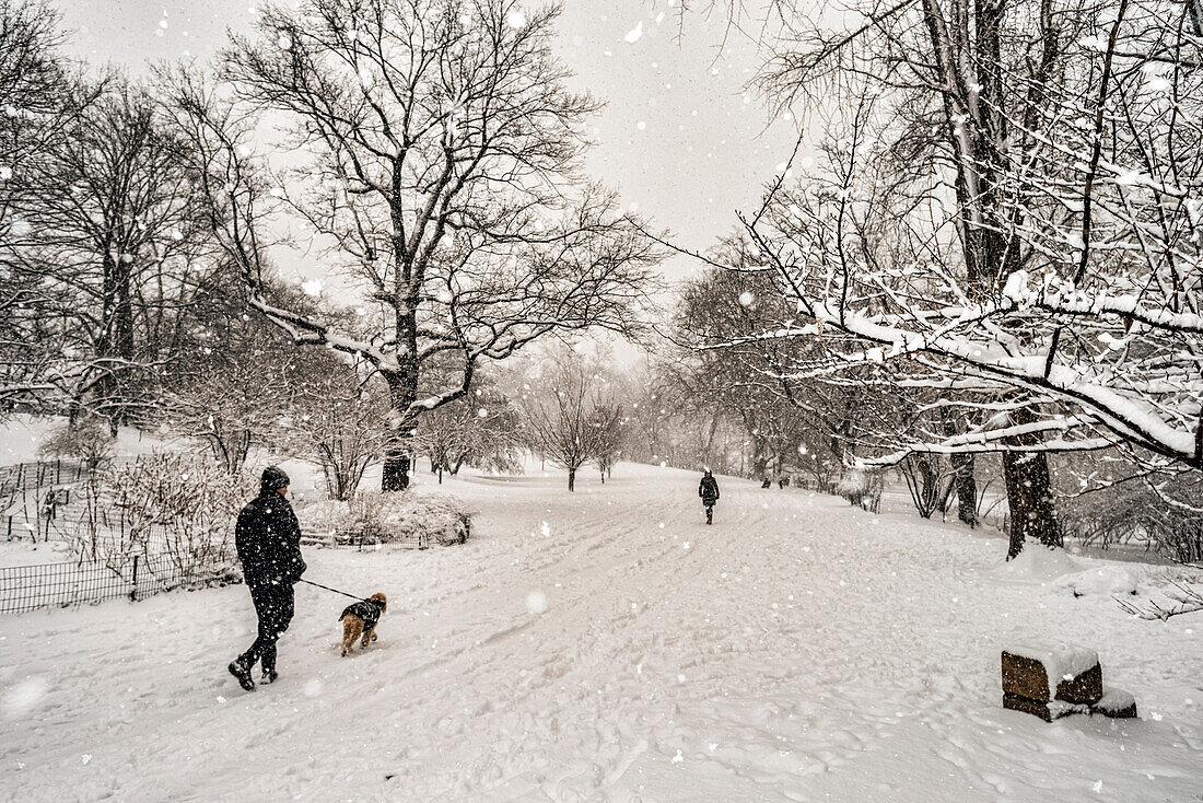 Fußgänger und ein Hund gehen während eines Schneefalls im Central Park auf dem schneebedeckten Weg spazieren; New York City, New York, Vereinigte Staaten von Amerika