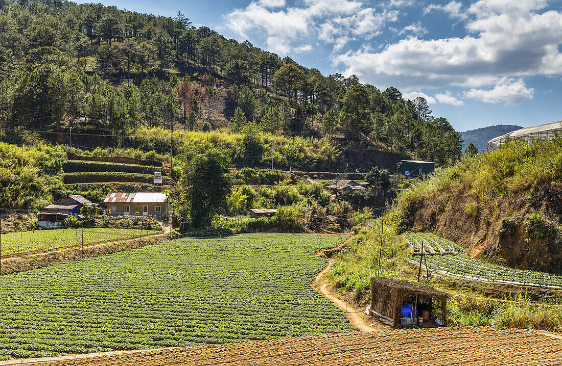 Crops growing on farmland with a forest on a mountainside; Da Lat, Lam Dong Province, Vietnam