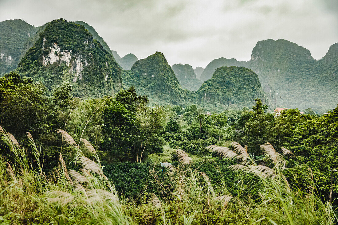 Lush foliage on the Karst limestone formations; Cat Ba Island, Vietnam