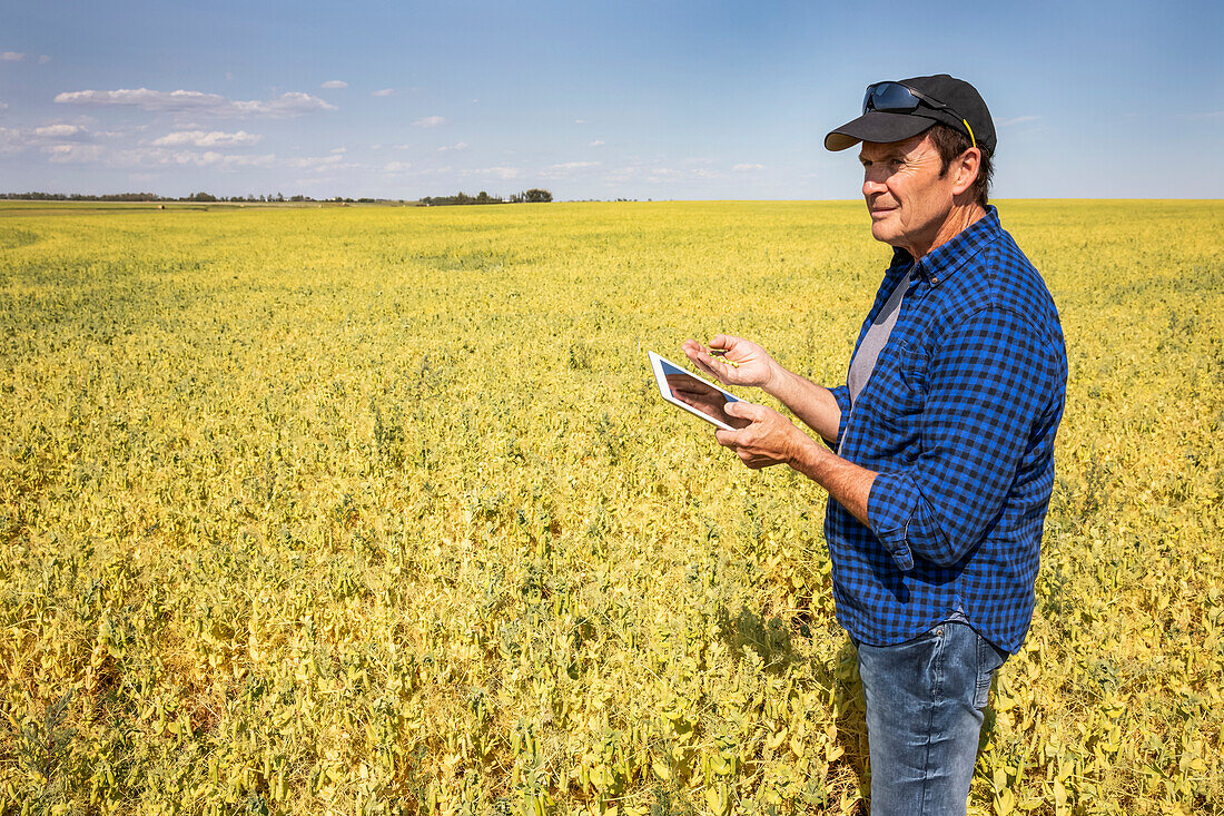 Ein Landwirt steht mit einer Tablette in der Hand auf einem Feld und hält eine Handvoll Erbsen; Alberta, Kanada