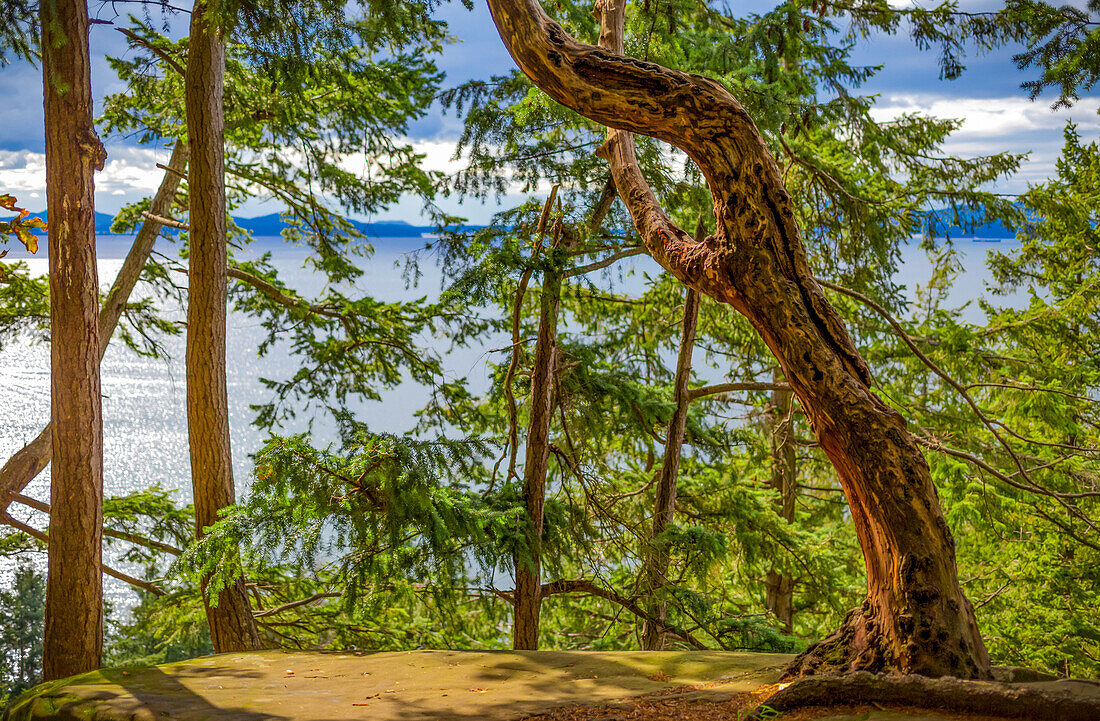 Blick durch die Bäume in einem Wald auf den Pazifischen Ozean und die Küstenlinie entlang des Chuckanut Drive außerhalb von Bellingham; Washington, Vereinigte Staaten von Amerika