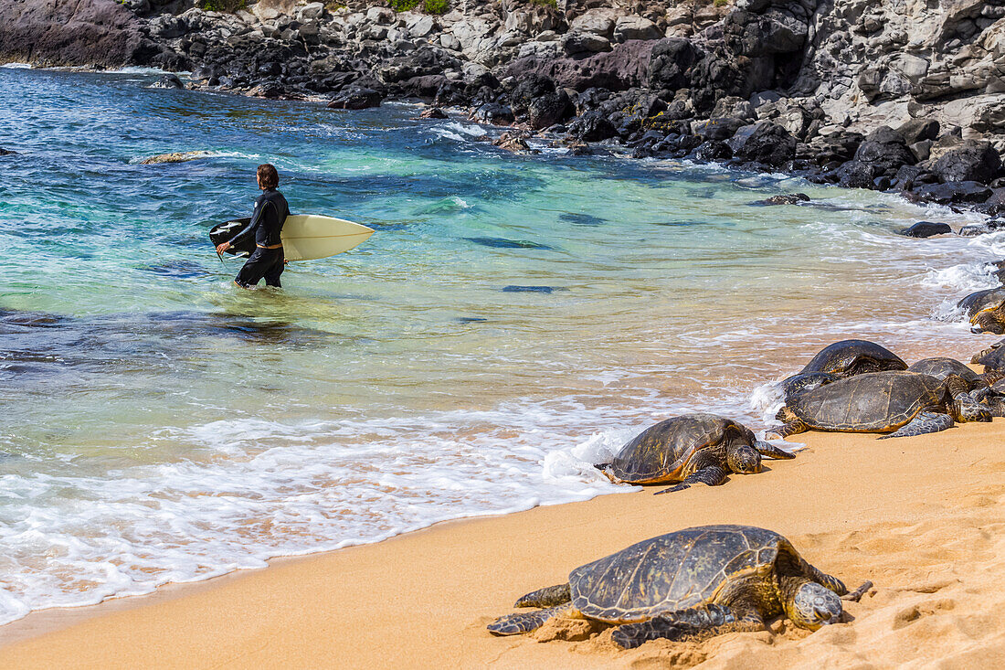 Ein männlicher Surfer geht vom Ufer weg in Richtung der Brandung des Pazifiks.  Grüne Meeresschildkröten (Chelonia mydas) halten ein Nickerchen im Sand am Rande des Strandes, um die Sonne am berühmten Hookaipa Beach zu genießen; Paia, Maui, Hawaii, Vereinigte Staaten von Amerika