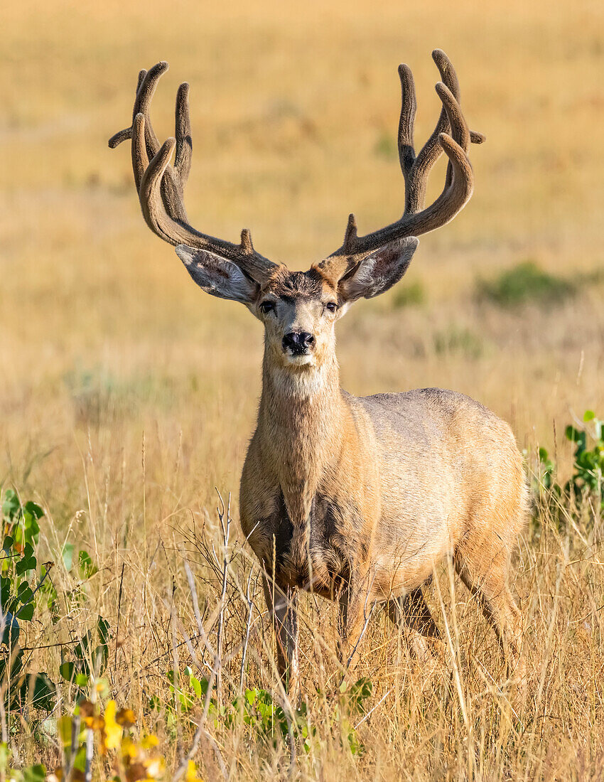Mule deer buck (Odocoileus hemionus) standing in a golden grass field; Steamboat Springs, Colorado, United States of America
