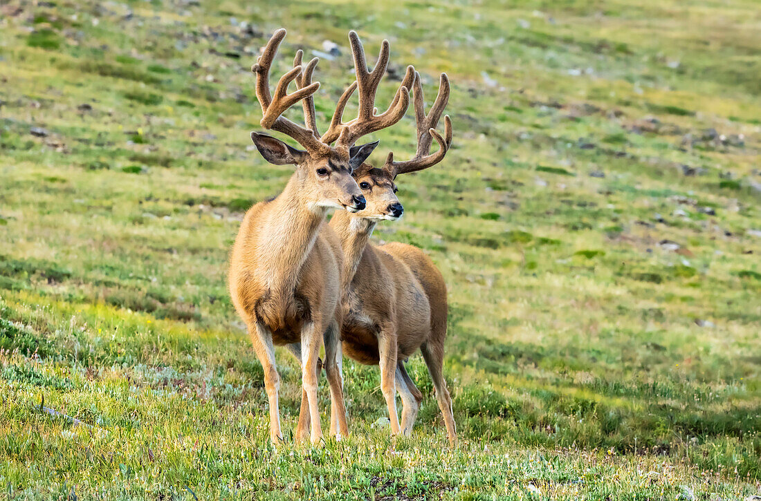 Two Mule deer (Odocoileus hemionus) stag with velvet on their antlers standing in green grass; Steamboat Springs, Colorado, United States of America