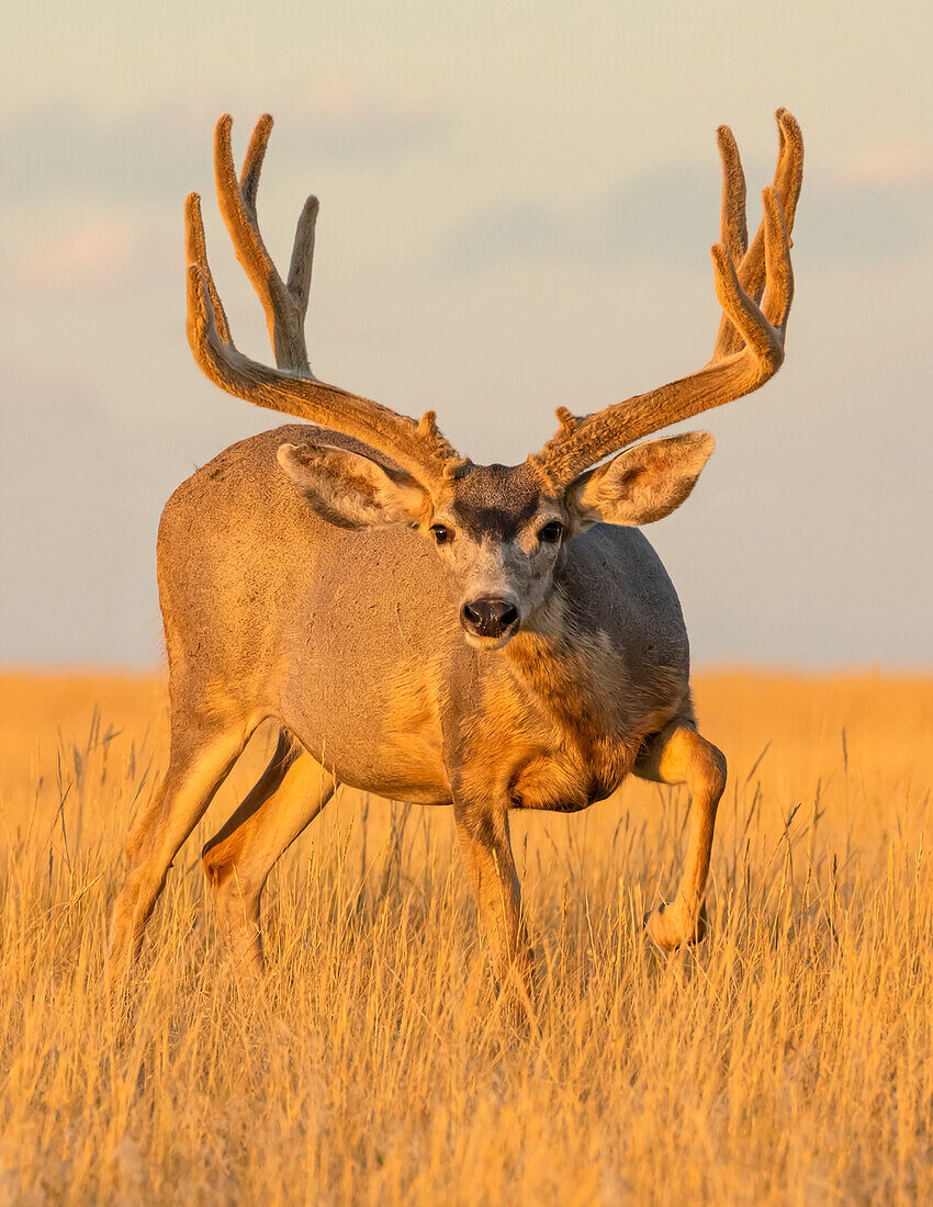 Maultierhirsch (Odocoileus hemionus) mit Geweih im langen, von goldenem Sonnenlicht beleuchteten Gras stehend und in die Kamera blickend; Steamboat Springs, Colorado, Vereinigte Staaten von Amerika