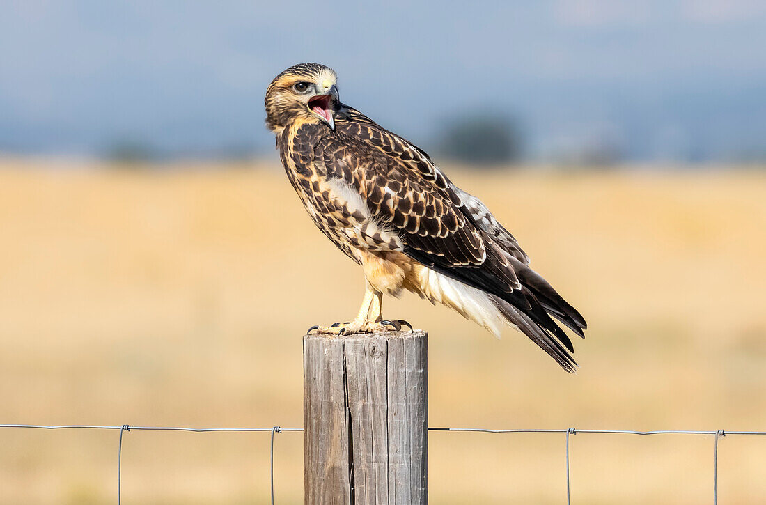 Red-tailed hawk (Buteo jamaicensis) standing on a wooden fence post; Fort Collins, Colorado, United States of America