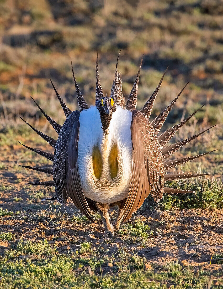 Großes Beifußhuhn (Centrocercus urophasianus); Fort Collins, Colorado, Vereinigte Staaten von Amerika