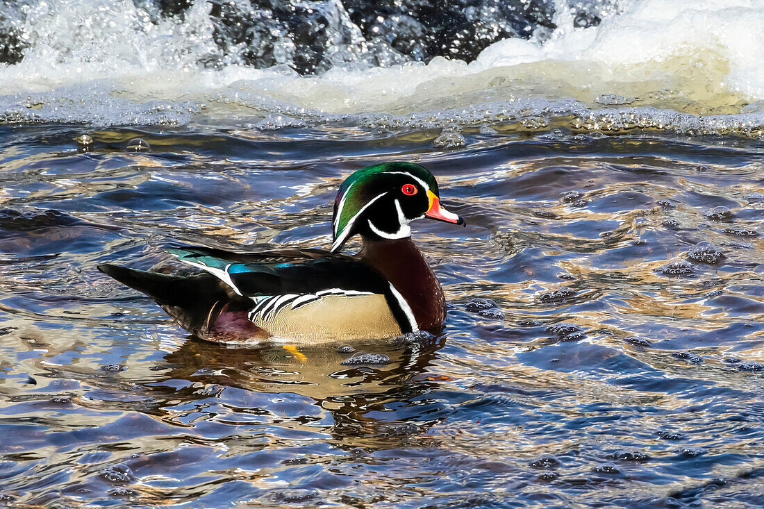 Männliche Stockente (Aix sponsa) auf dem Wasser; Fort Collins, Colorado, Vereinigte Staaten von Amerika