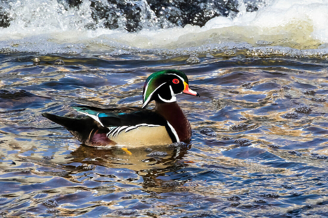 Male Wood duck (Aix sponsa) on the water; Fort Collins, Colorado, United States of America