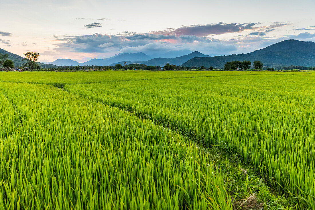Sonnenuntergang über einem leuchtend grünen, üppigen Reisfeld; Ap Gio Ta, Ninh Thuan, Vietnam