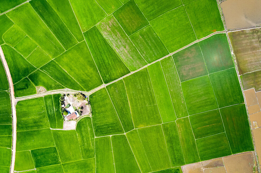 Drohnenansicht von hellgrünen, üppigen Reisfeldern; Provinz Ha Giang, Vietnam