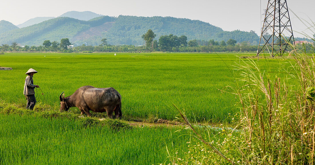 Farm worker leading a Buffalo, near Hue, Southeast Asia; Vietnam