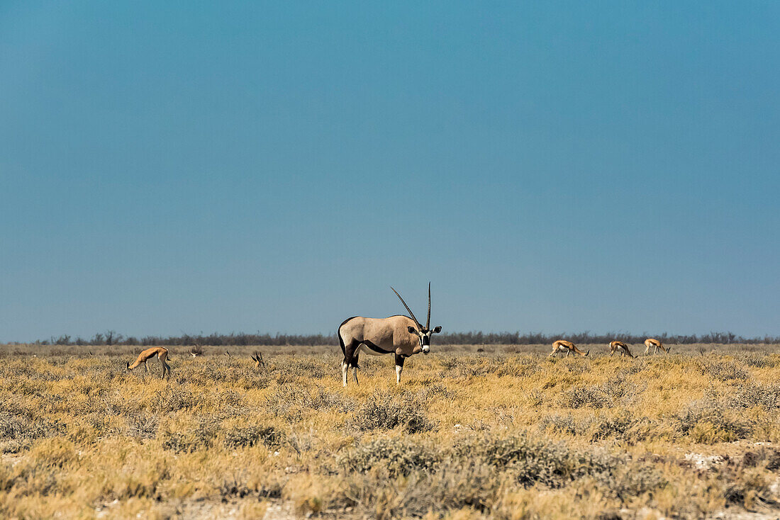 Gemsbock (Oryx gazella), Etoscha-Nationalpark; Namibia