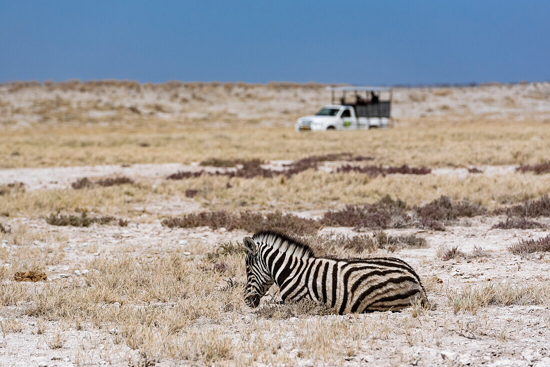 Plains Zebra (Equus quagga) and safari vehicle, Etosha National Park; Namibia