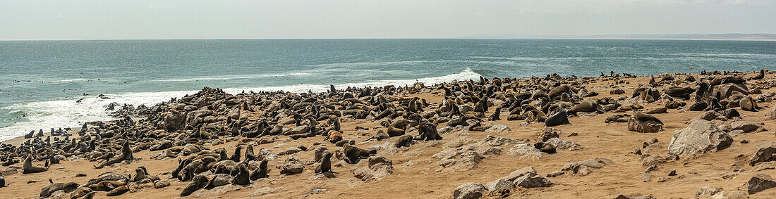 Pelzrobben in der Cape Cross Robbenkolonie, Skelettküste; Namibia