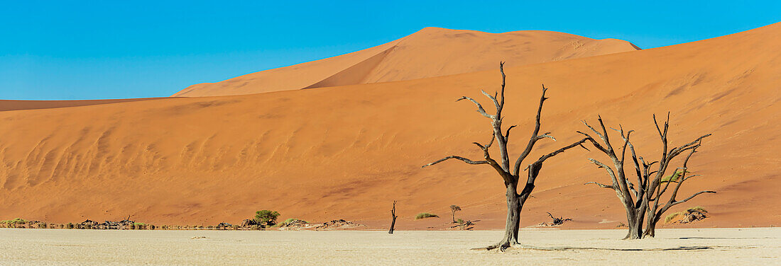 Deadvlei, a white clay pan surrounded by the highest sand dunes in the world, Namib Desert; Namibia