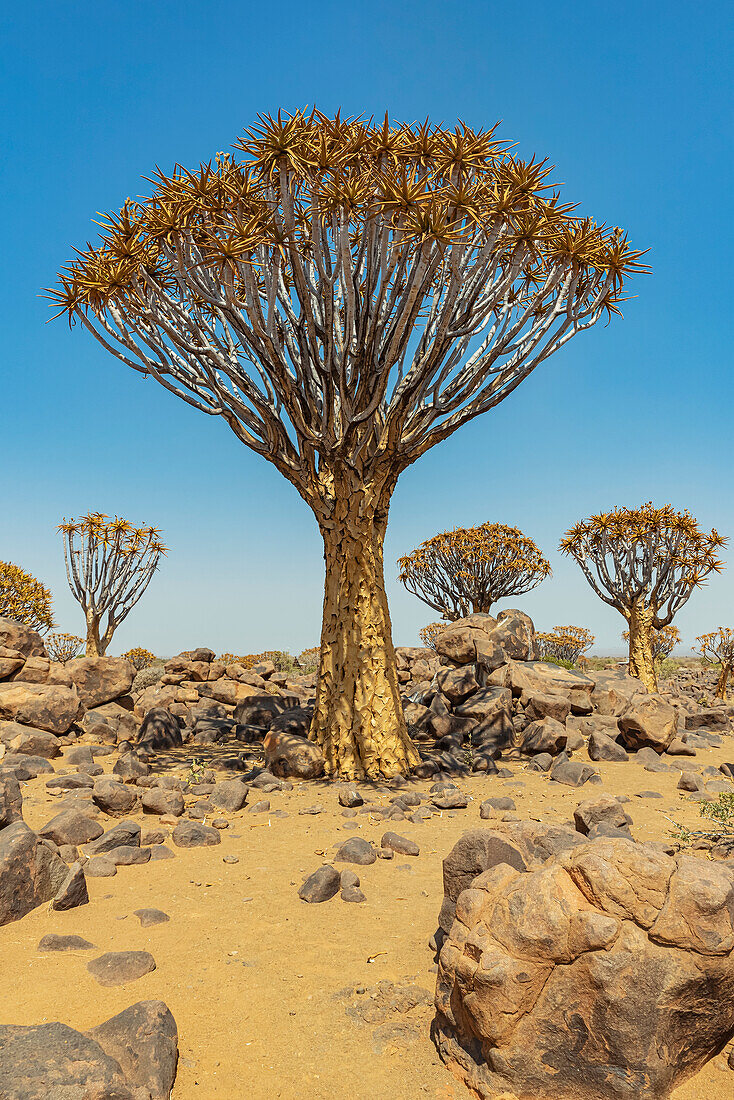 Köcherbäume (Aloidendron dichotomum) im Köcherbaumwald, Gariganus-Farm, in der Nähe von Keetmanshoop; Namibia