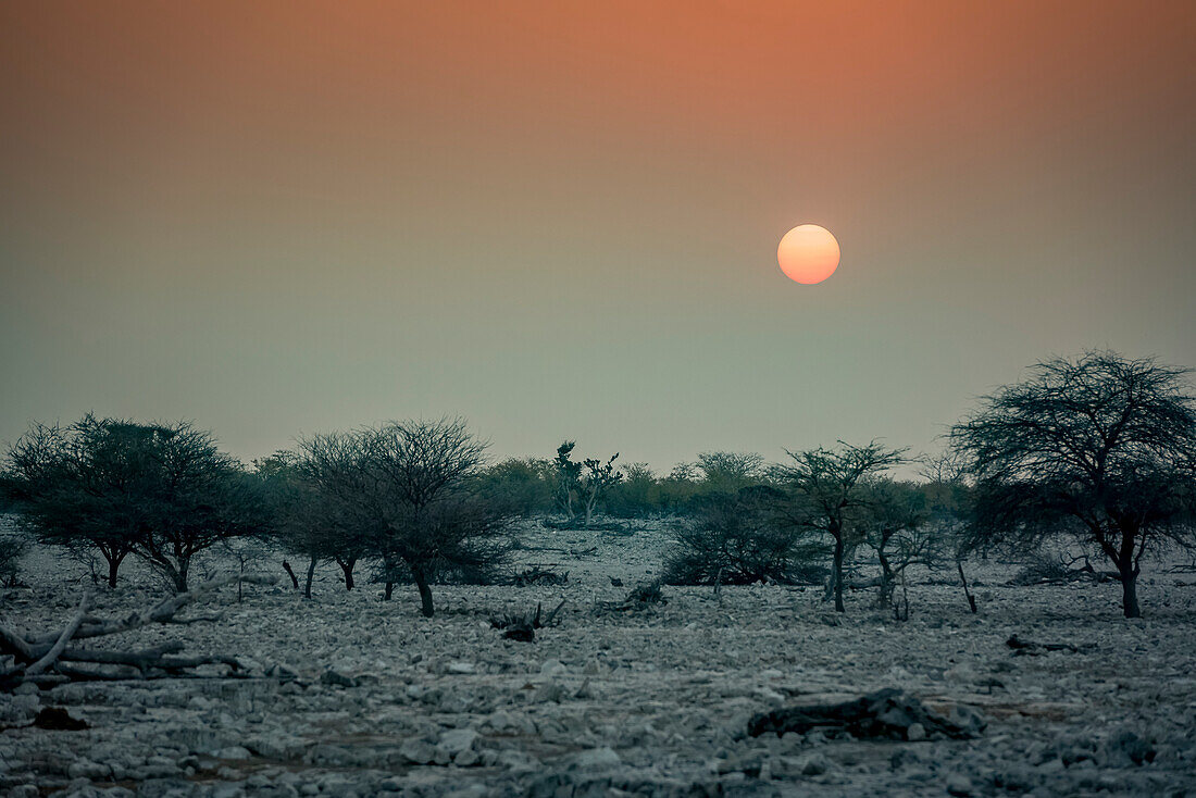 Sonnenuntergang im Etoscha-Nationalpark; Namibia