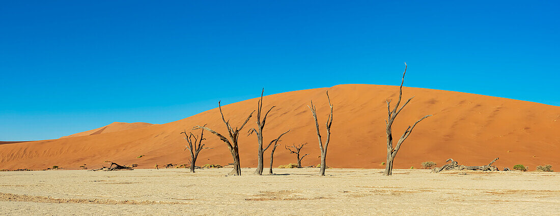Deadvlei, a white clay pan surrounded by the highest sand dunes in the world, Namib Desert; Namibia