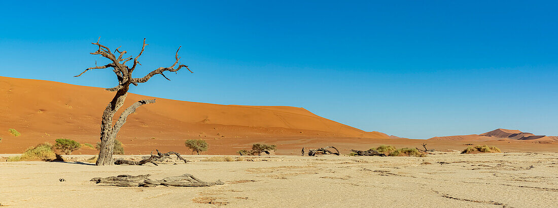 Deadvlei, a white clay pan surrounded by the highest sand dunes in the world, Namib Desert; Namibia