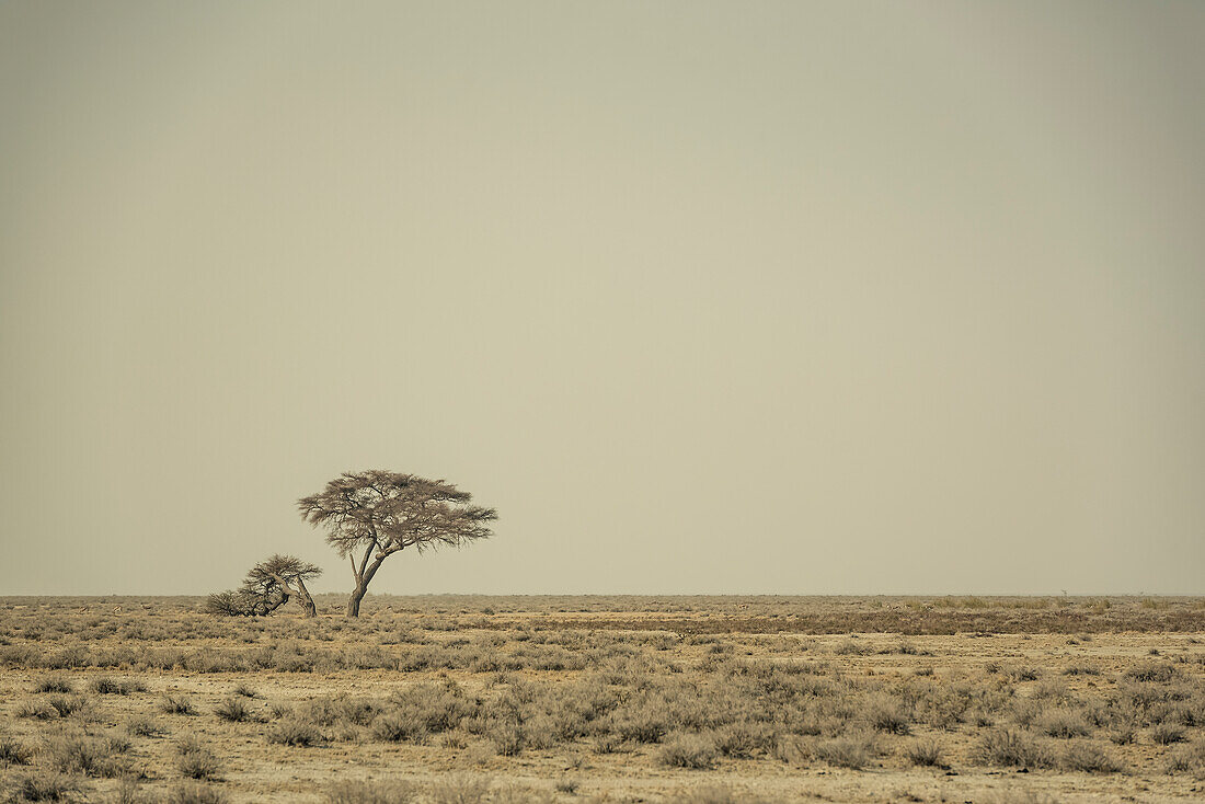 Etosha-Nationalpark; Namibia