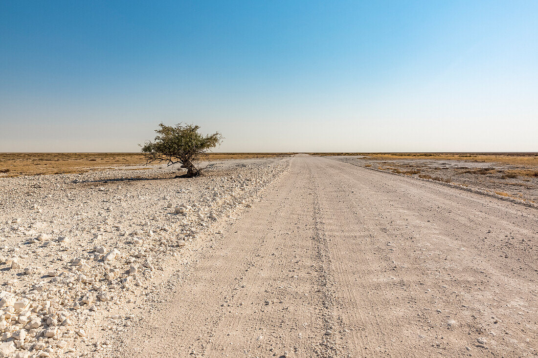 Lange, leere Straße, die sich in die Ferne erstreckt, Etosha-Nationalpark; Namibia