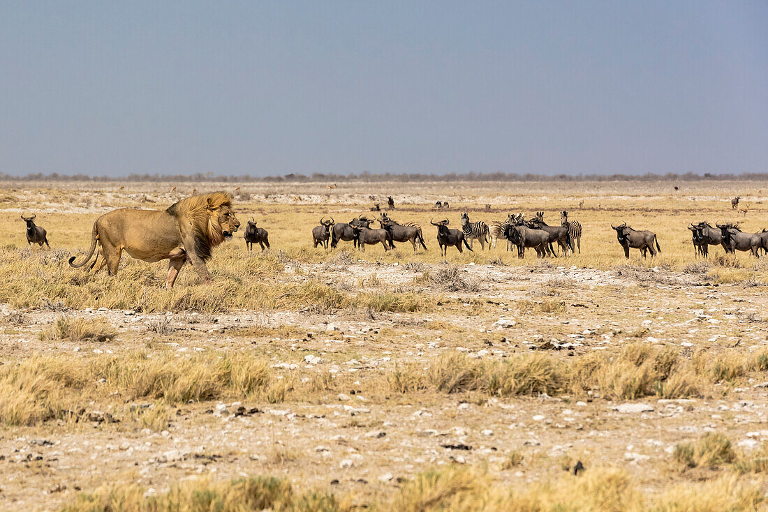 Löwe (Panthera leo) im Vorbeigehen an einer Herde von Streifengnus (Connochaetes taurinus), Etosha-Nationalpark; Namibia
